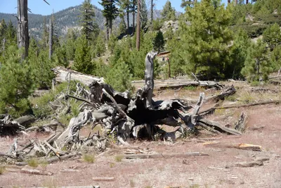 DSC_3763 (Large).JPG